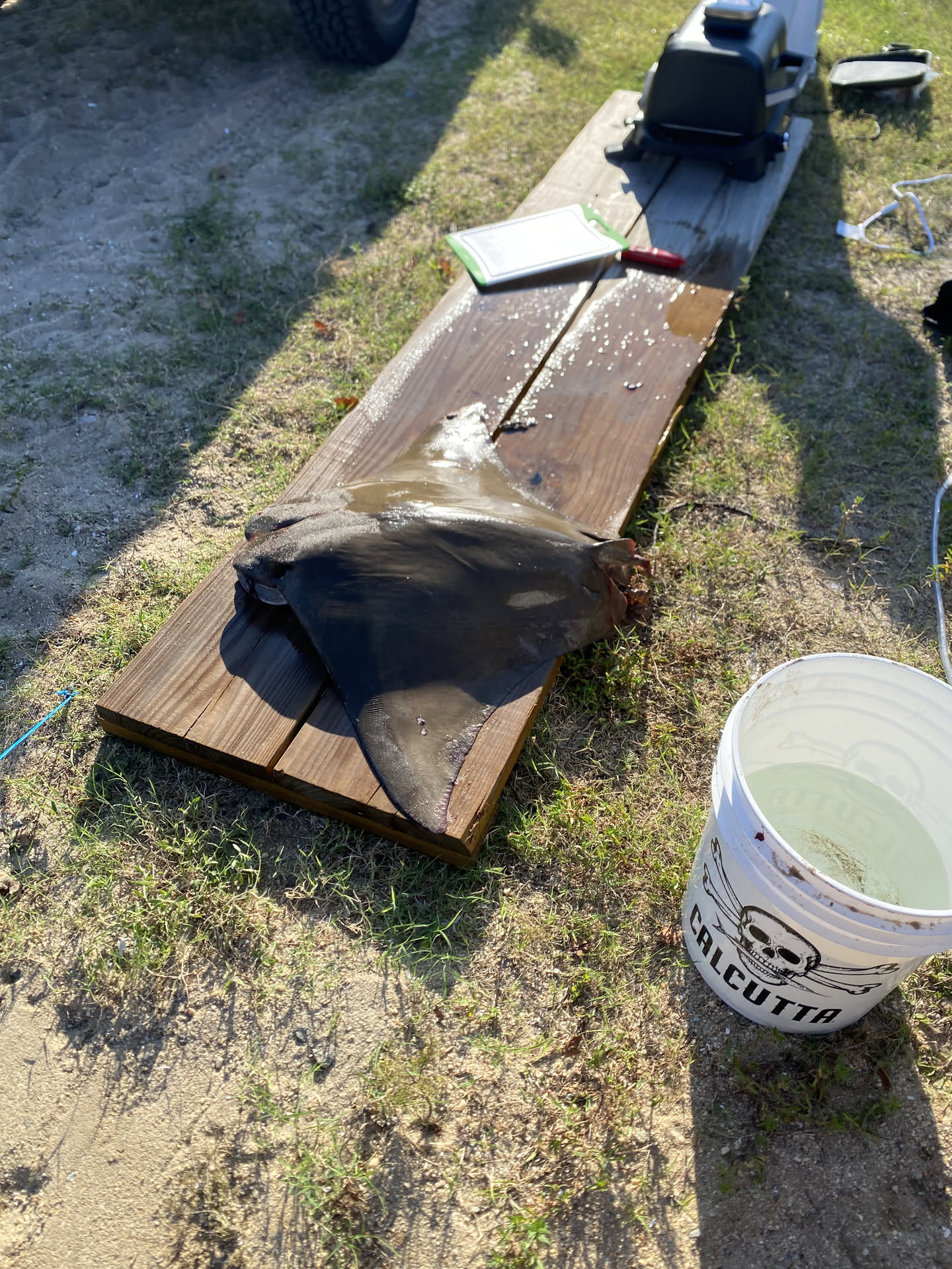 The stingray we were given